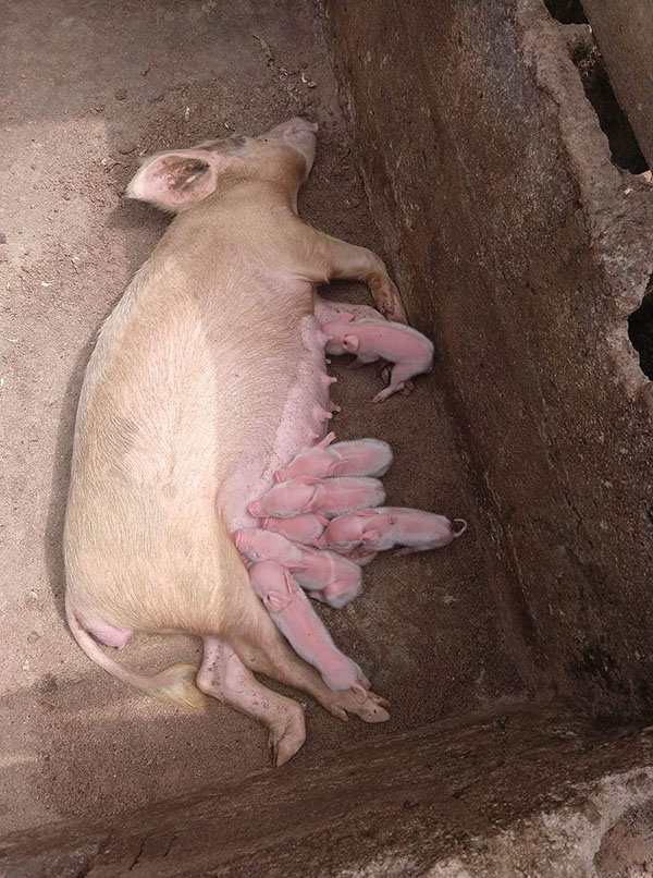 Piglets suckling on a momma pig laying on her side.