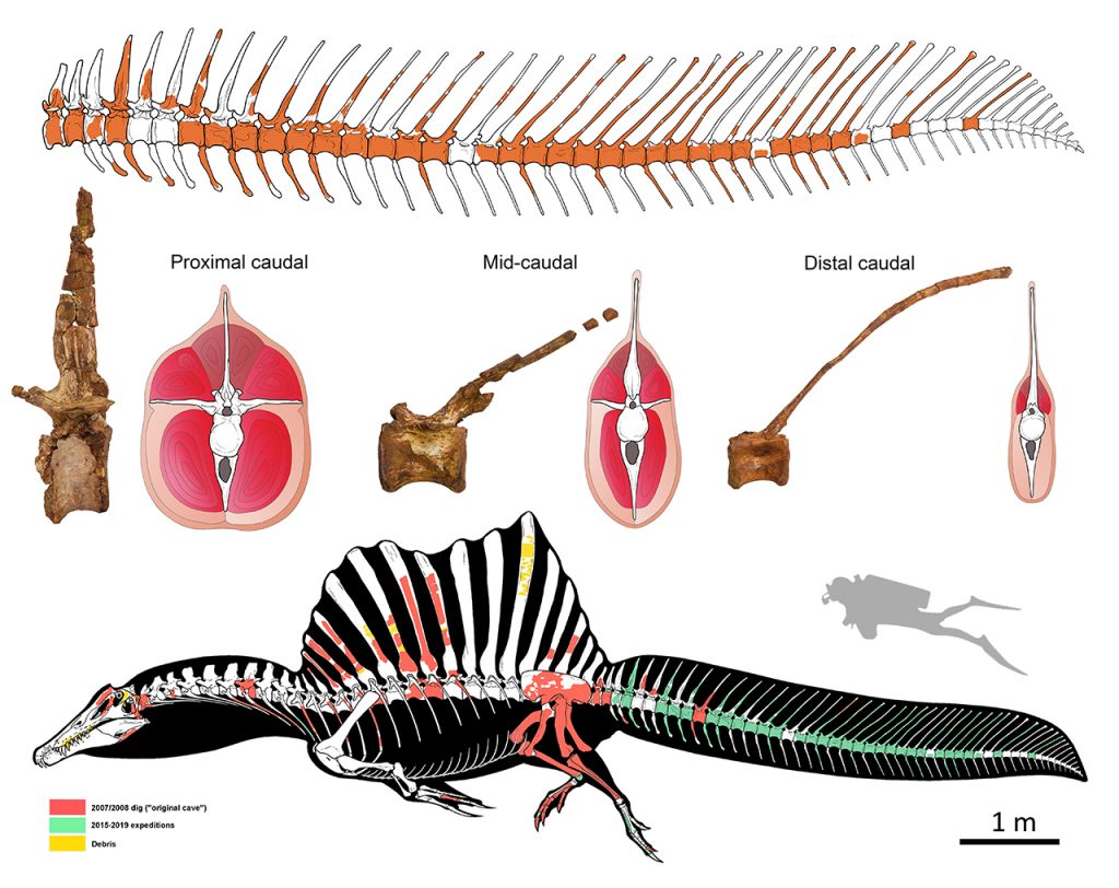 Top: Reconstruction of the tail skeleton of Spinosaurus (missing bones shown in white). Center: cross sections through the tail showing changes in the vertebrae, tail volume, and arrangement of major muscles. Bottom: the new, surprising look of Spinosaurus (black, soft parts; red, bones collected by the locals; green, bones from recent scientific excavations; yellow, bone fragments collected in the debris). Drawings: Marco Auditore. Photos: Gabriele Bindellini.