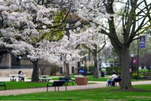 An image of spring on the McNichols campus with flowering tree in foreground and students sitting on benches/tables in background.