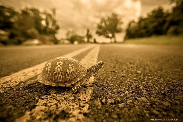 Turtle-Crossing-Road