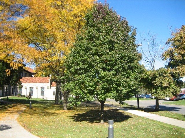 Autumn-tree1