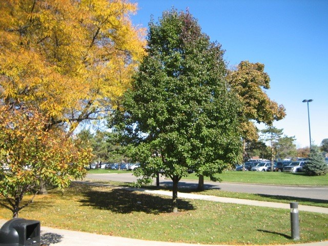 Autumn-tree2