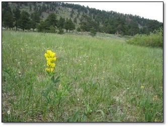 https://sites.udmercy.edu/poetry/wp-content/uploads/sites/170/2020/02/meadow-in-Rocky-Mountain-National-Park.jpg